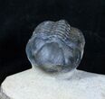 Struveaspis Trilobite New Phacopid #3220-1